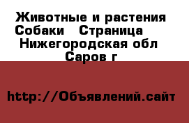 Животные и растения Собаки - Страница 16 . Нижегородская обл.,Саров г.